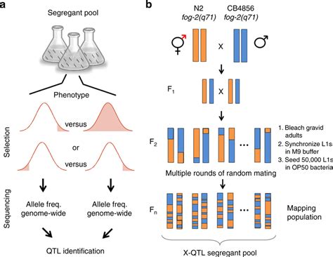 quantitative trait loci|quantitative trait loci qtl mapping.